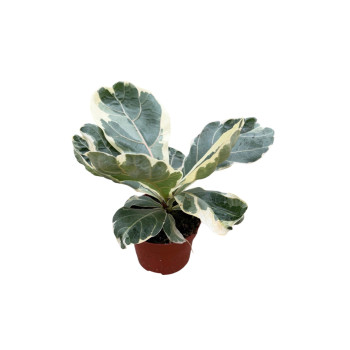 FIKUS, LIRASTOLISTI (Ficus lyrata variegata), P12H20 