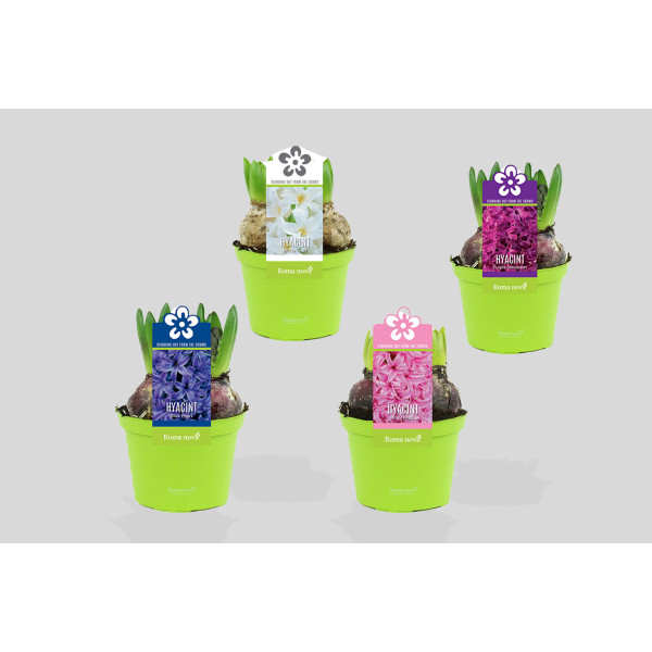 HIJACINTA (Hyacinthus sp.), P12H12 