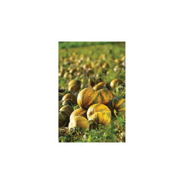 BUČA SLOVENSKA GOLICA 250 g 