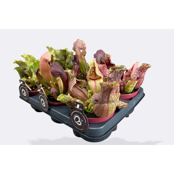 MESOJEDKA MIX (Sarracenia sp.), P12H25 