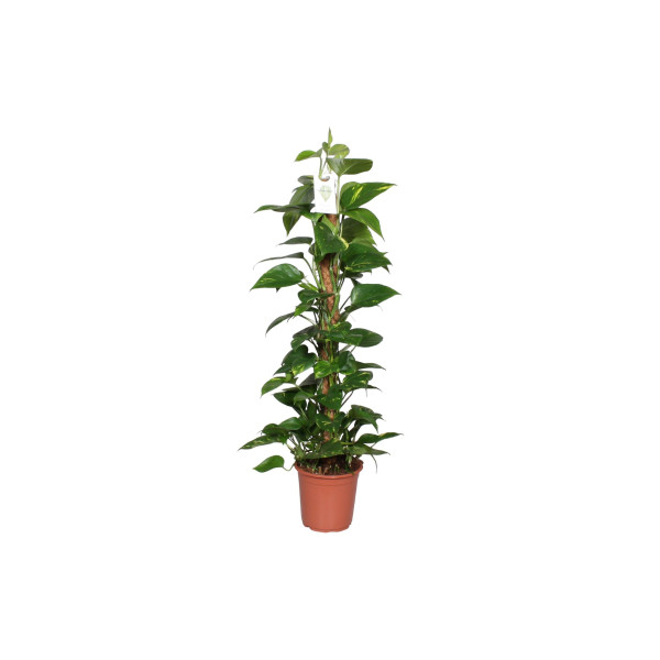 POTOS (Epipremnum pinnatum),NA OPORI, P21H100 