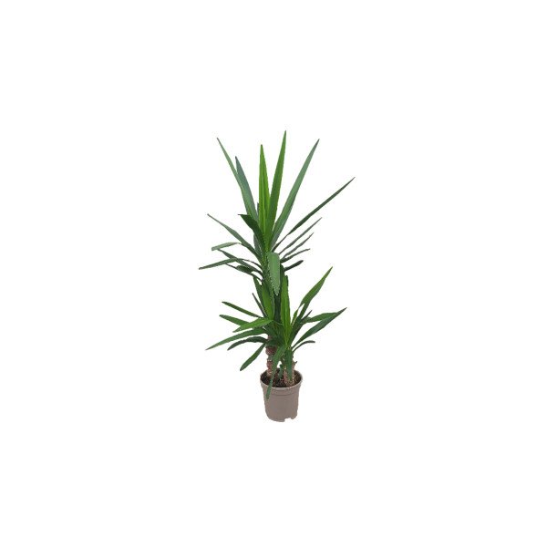 JUKA (Yucca elephantipes), P17H80 