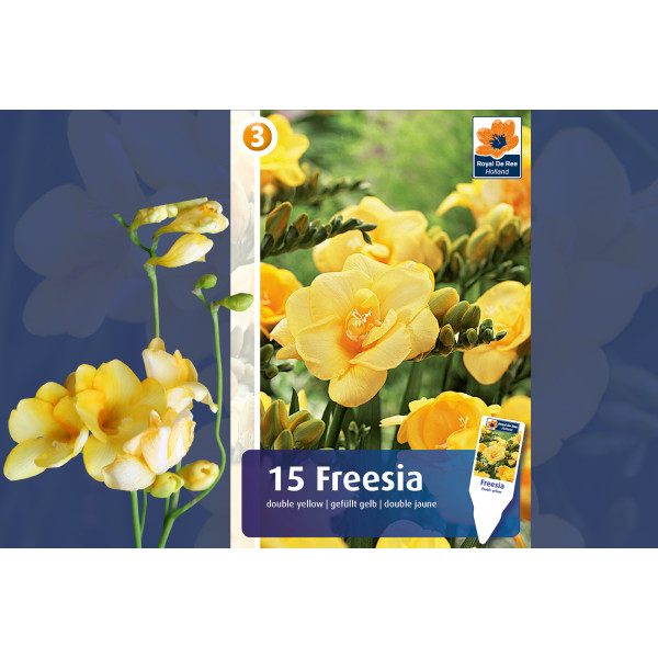 Master Freesia double yellow 15/1 
