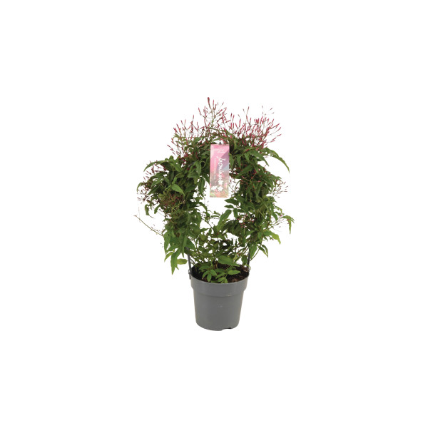 Jasmin (Jasminum polyanthum, Passion Dark Pink), P12H40 