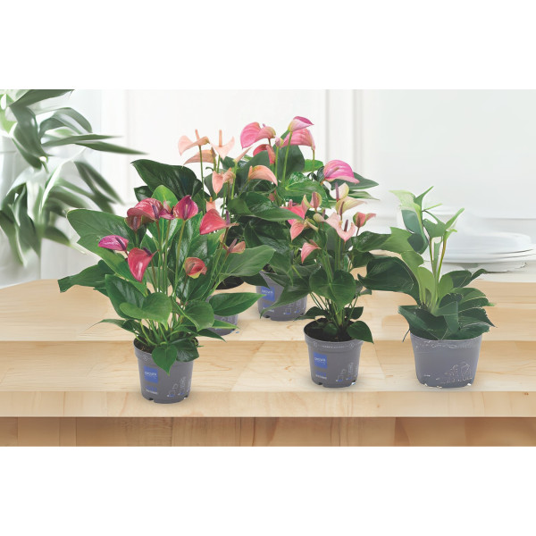FLAMINGOVEC (Anthurium sp.), P12H43 