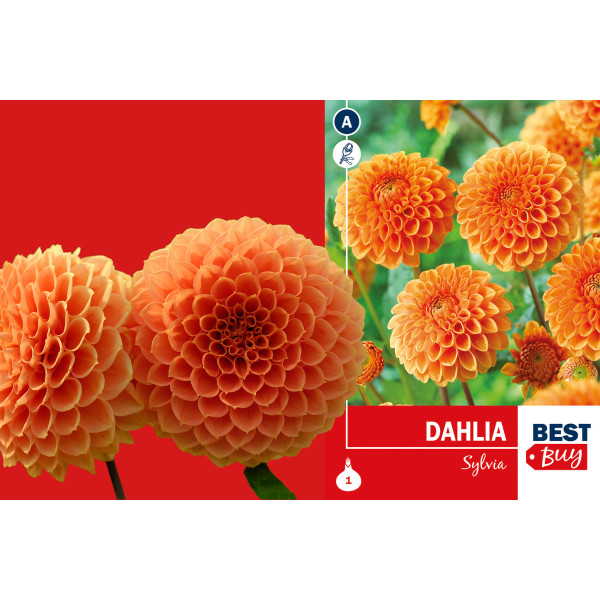 Best buy Dahlia Ball Sylvia 1/1 