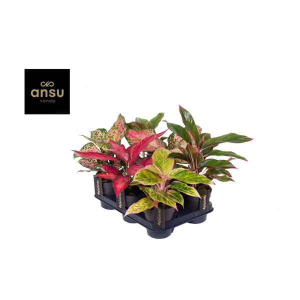 AGLAONEMA (Aglaonema sp., Colour Mix), P12H35