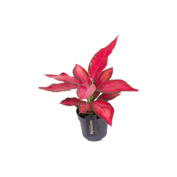 Aglaonema (Aglaonema sp., Colour Mix), P12H35 