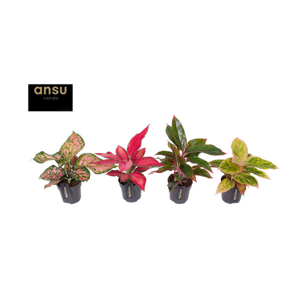 AGLAONEMA (Aglaonema sp., Colour Mix), P12H35