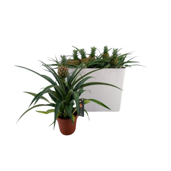 ANANAS OKRASNI (Ananas comosus 