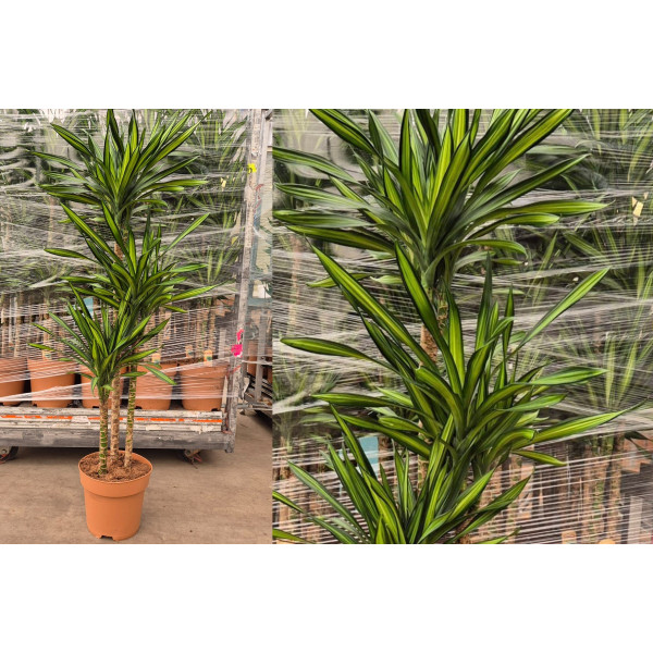 ZMAJEVKA (Dracaena fragrans 