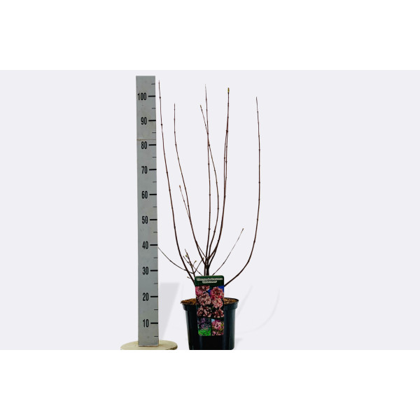 BROGOVITA, BODNANTSKA (Viburnum bodnantense 