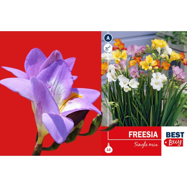 Best buy Freesia single mix 12/1 