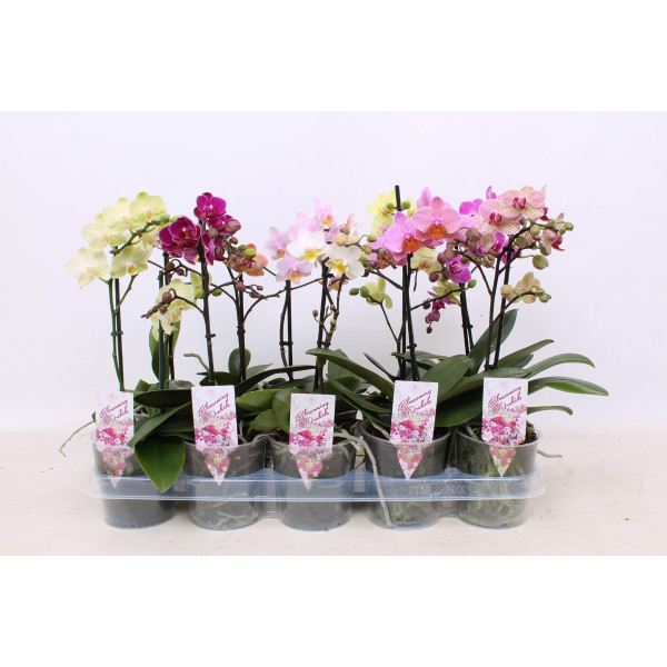 ORHIDEJA PHALAENOPSIS (Phalaenopsis sp.), 1 STEBELNA, P12H35 
