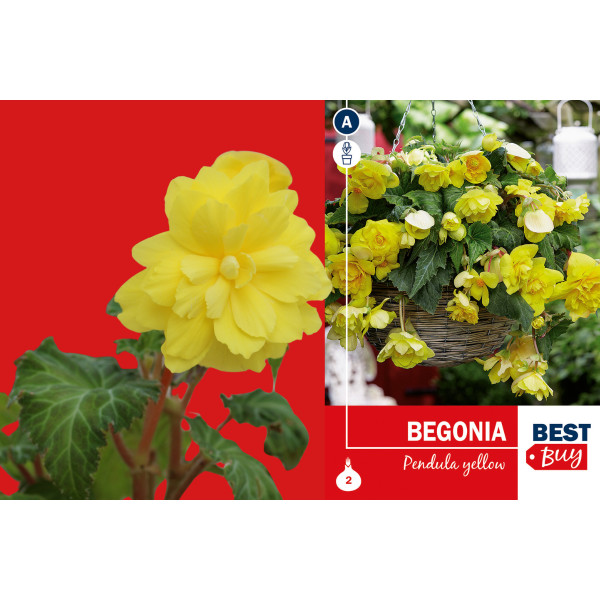 Best buy Begonia pendula yellow 2/1 