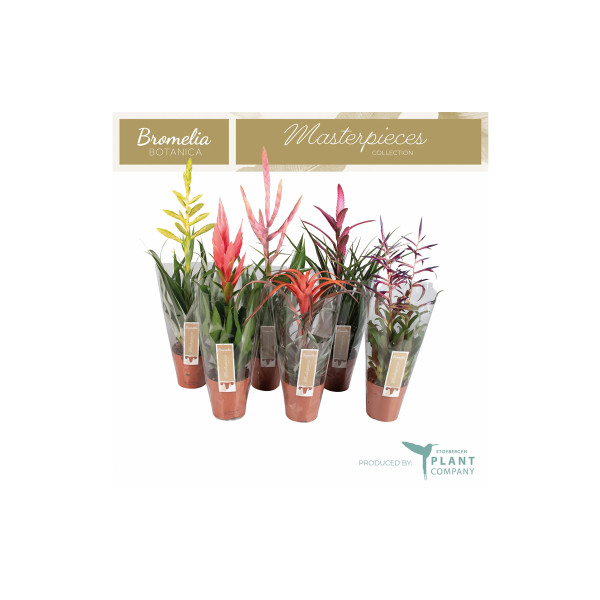 TILANCIJA MIX (Tillandsia sp., Luxe Mix), P12H55 