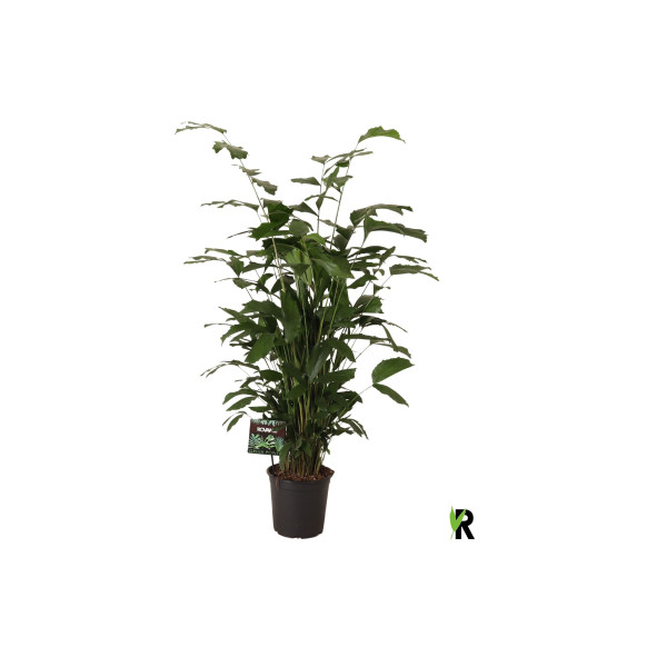 PALMA CARYOTA (Caryota mitis), P24H140 
