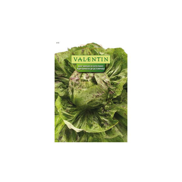 RADIČ VARIEGATA DI CASTELFRANCO 419 Valentin 