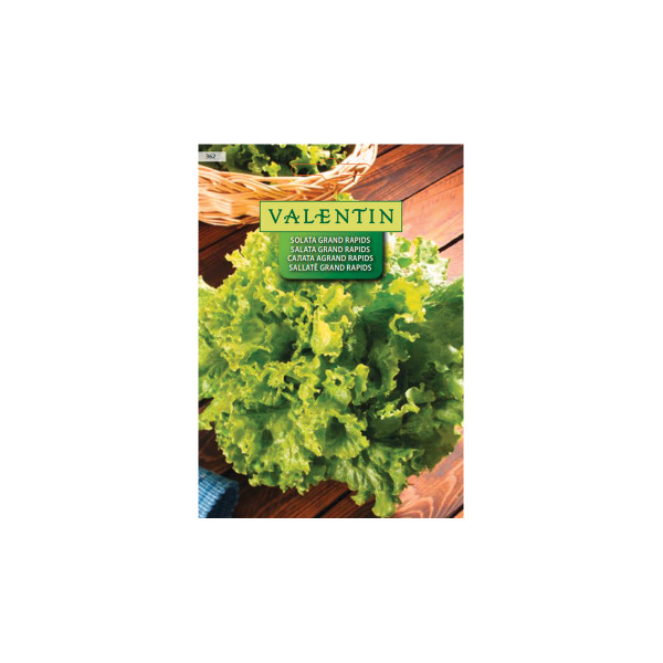 SOLATA GRAND RAPIDS (Gentilina) 362 Valentin 