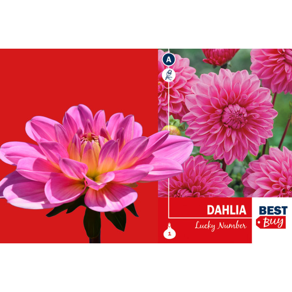 Best buy Dahlia decorative Lucky Number 1/1 