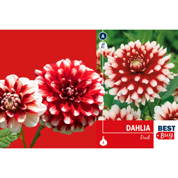Best buyDahlia decorative Duet 1/1 