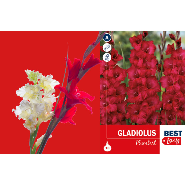 Best buy Gladiolus Plumtart 10/1 