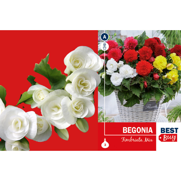 Best buy Begonia fimbriata mix 3/1 