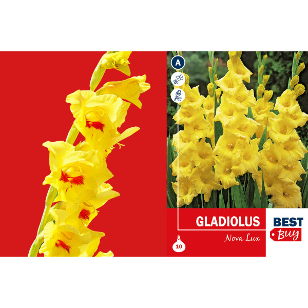 Best buy Gladiolus Nova Lux 10/1 