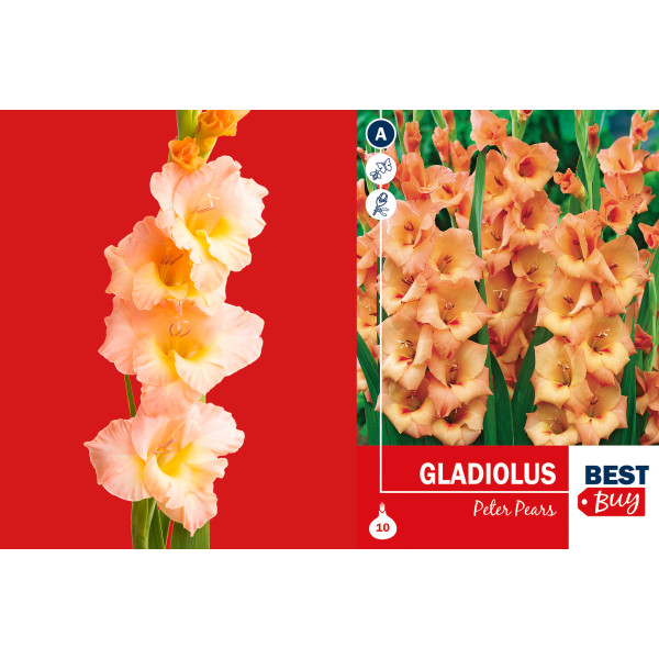 Best buy Gladiolus Peter Pears 10/1 