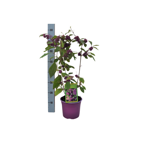 LEPOPLODKA (Callicarpa bodinieri 