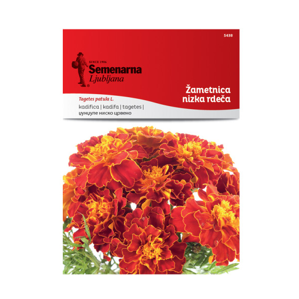 ŽAMETNICA NIZKA - RDEČA (Tagetes) 5438 Semenarna 