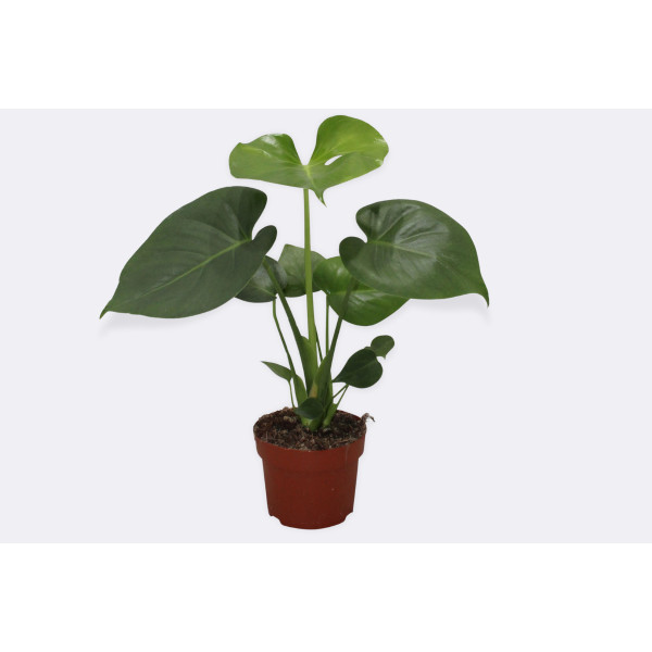 MONSTERA (Monstera deliciosa), P12H35 