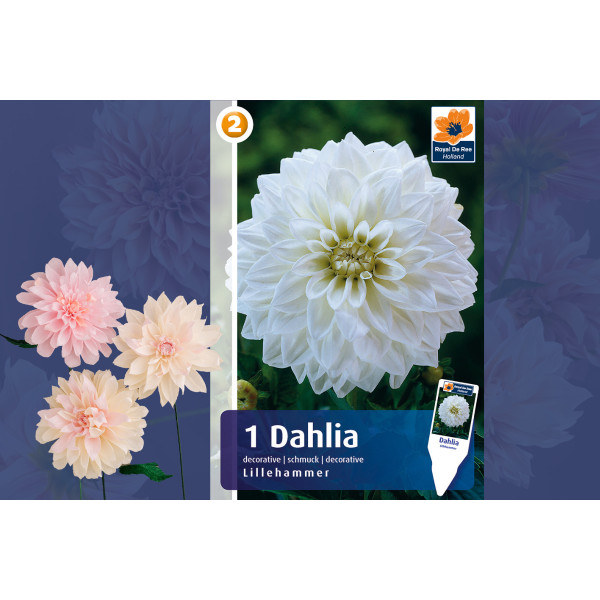Master Dahlia decorative Lillehammer 1/1 