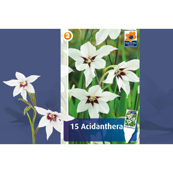 Master Acidanthera 15/1 