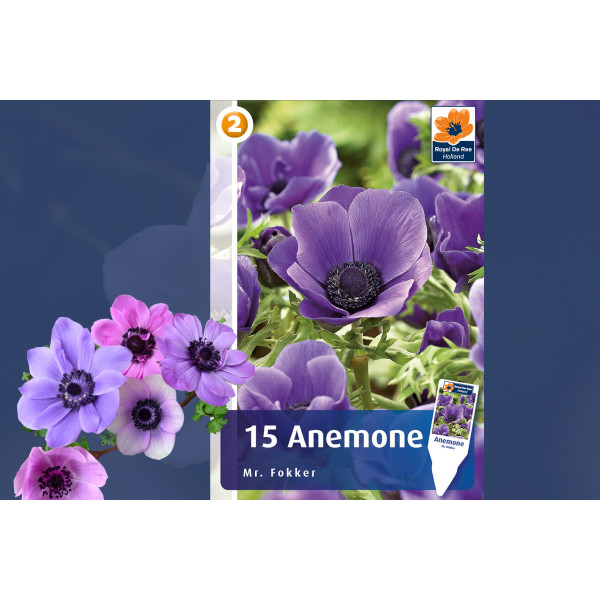 Master Anemone Mr. Fokker 15/1 