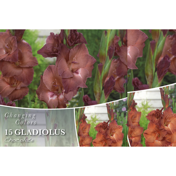 Changing colors Gladiolus Chocolate 15/1 
