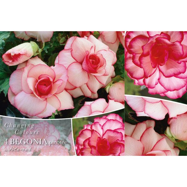 Changing colors Begonia Picotee White/Red 4/1 