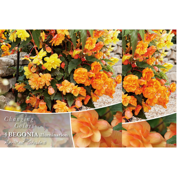 Changing colors Begonia Illumination Apricot Shades 4/1 