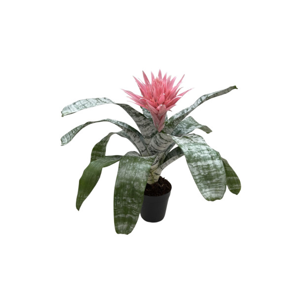 PASASTA EHMEJA (Aechmea fasciata 