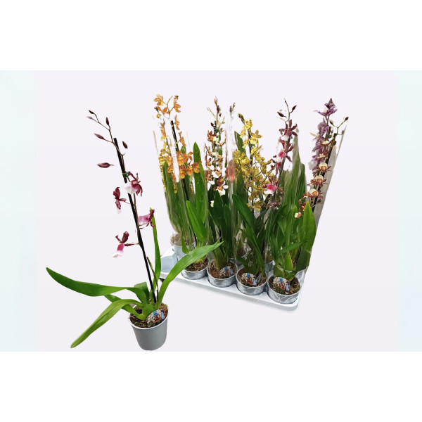 ORHIDEJA CAMBRIA (Cambria sp.), 1 STEBELNA, P12H60 