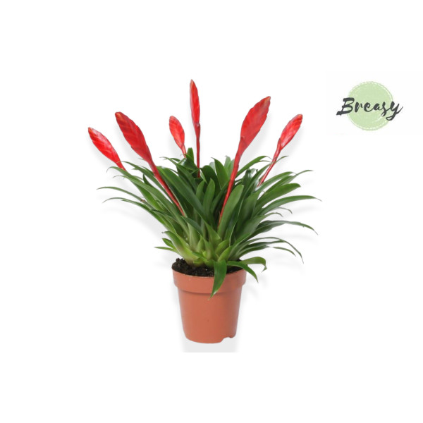 VRISEJA (Vriesea sp. 