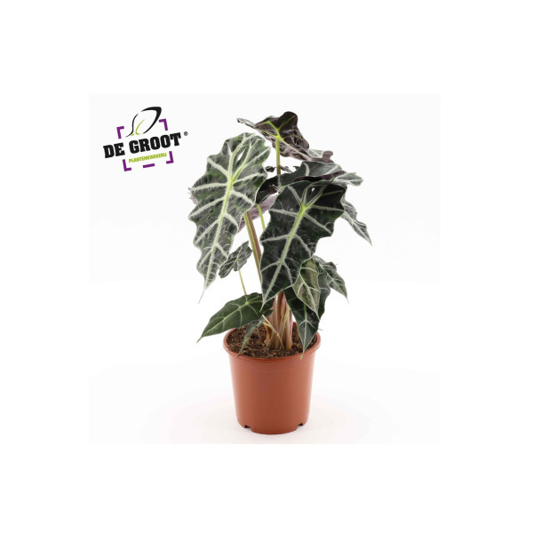 ALOKAZIJA (Alocasia amazonica 
