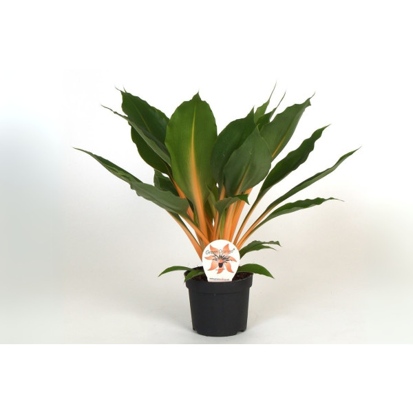 CHLOROPHYTUM (Chlorophytum orchidastrum 