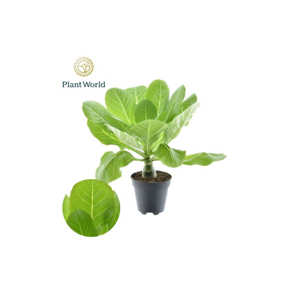 PALMA, HAVAJSKA (Brighamia insignis), P12H40 