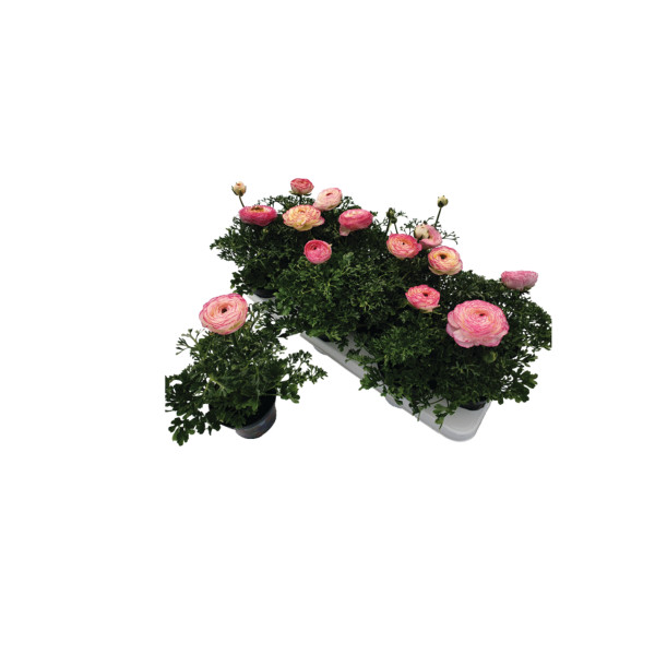Ranunkula (Ranunkulus Hybrida 