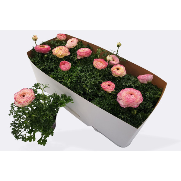RANUNKULA (Ranunkulus hybrida 