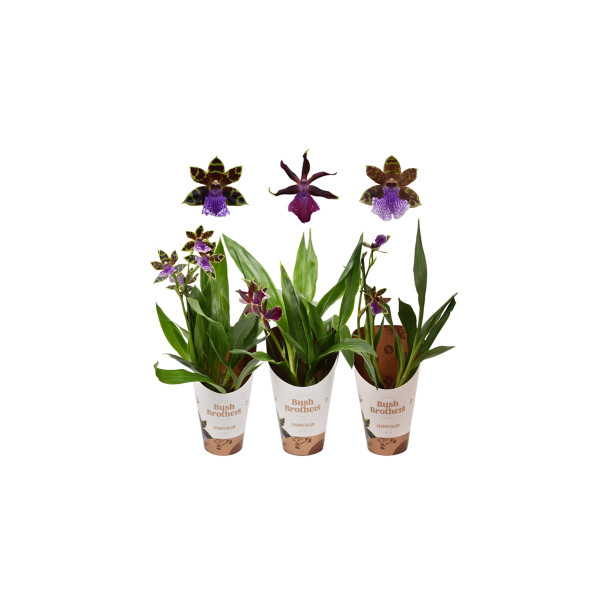 ORHIDEJA ZYGOPETALUM (Zygopetalum sp.), 1 STEBELNA, 5+ CVETOV, P12H40 