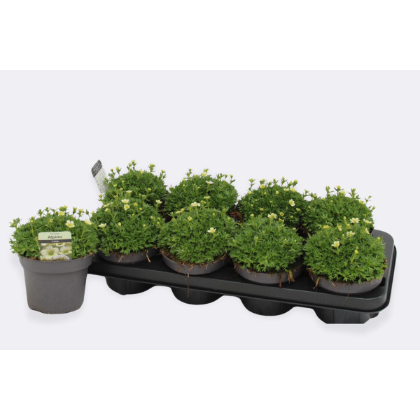 SAXIFRAGA (Saxifraga × arendsii Alpino White), P13H20 
