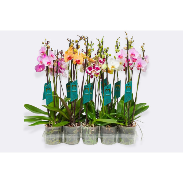 ORHIDEJA PHALAENOPSIS (Phalaenopsis sp.), 3 STEBELNA, 18+ CVETOV, P12H55 