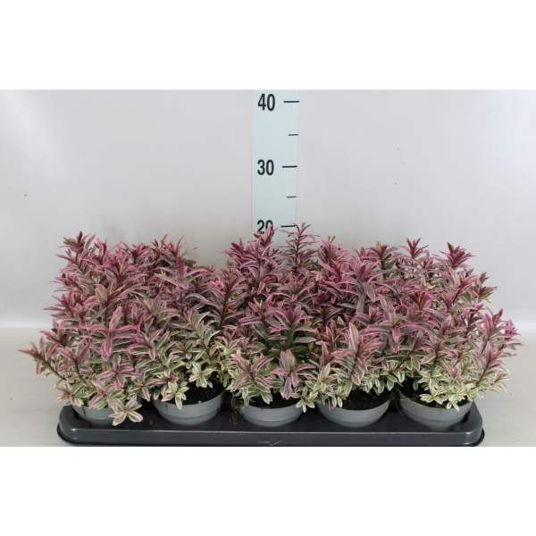 HEBA (Hebe sp. 